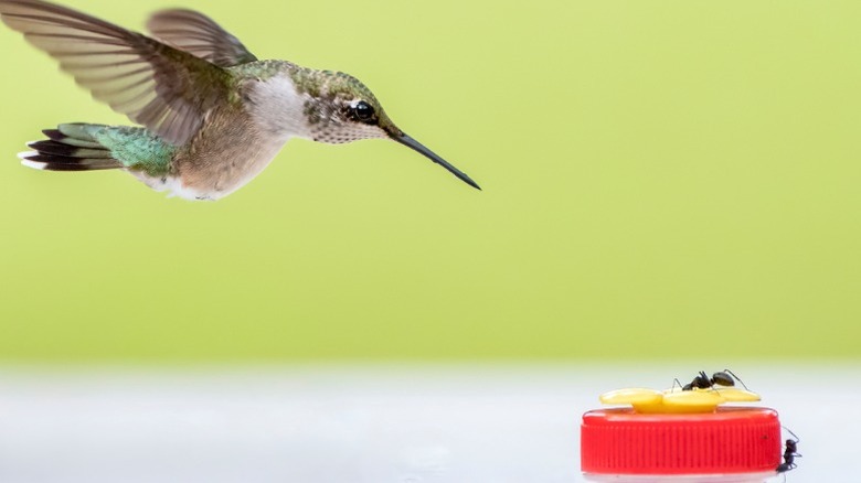 Hummingbird approaching feeder with ants on it