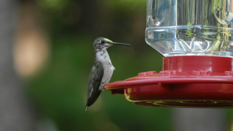 A ruby-throated hummingbird perches gracefully on a hummingbird feeder, showing off its delicate feathers while pausing between sips of nectar.