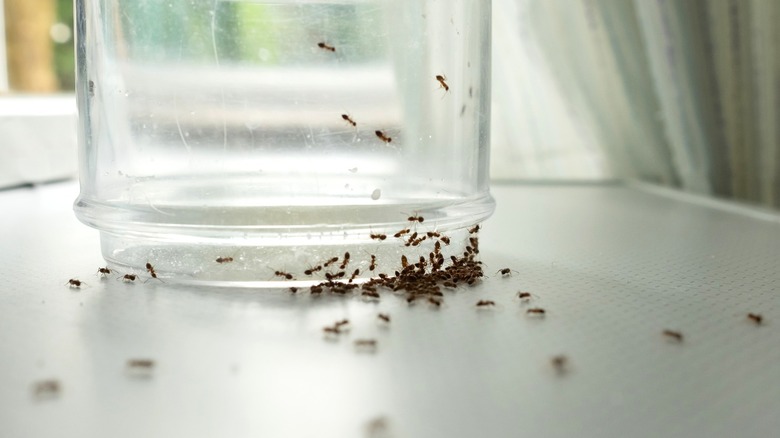 Ants surrounding glass cup on table