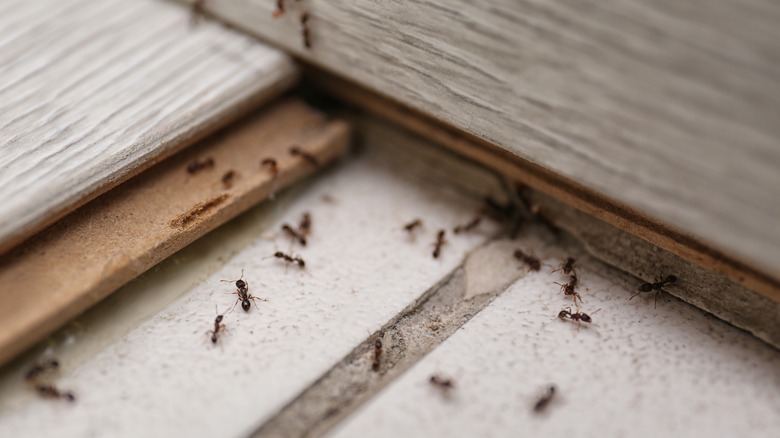 Ants crawling into house
