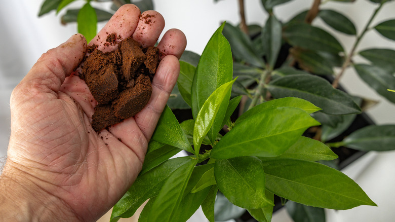Someone putting coffee grounds into a houseplant