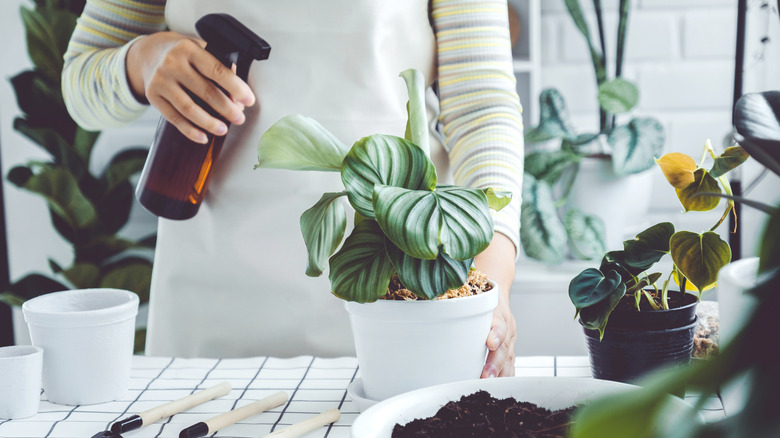 A woman waters her house plants with a spray bottle.