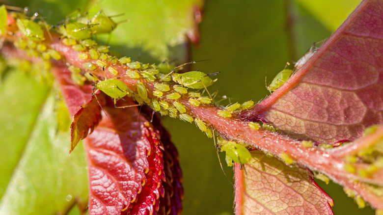 The young stem of a rose bush covered in green aphids