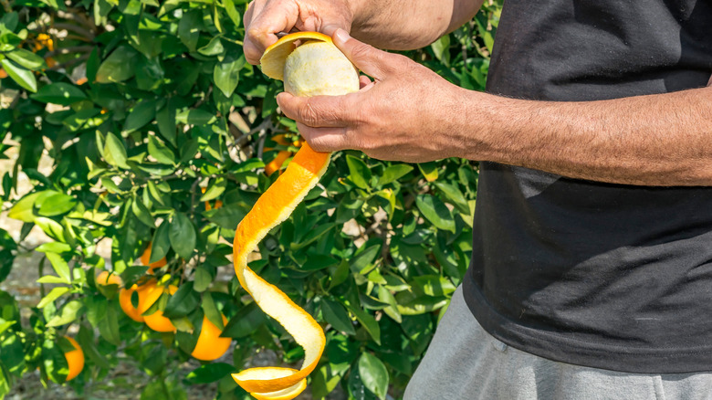 A person peeling an orange in the garden