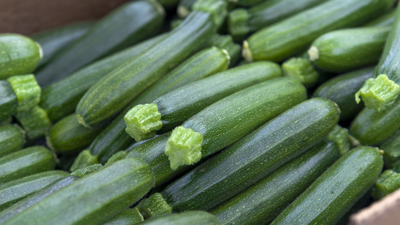 Fresh garden zucchini 