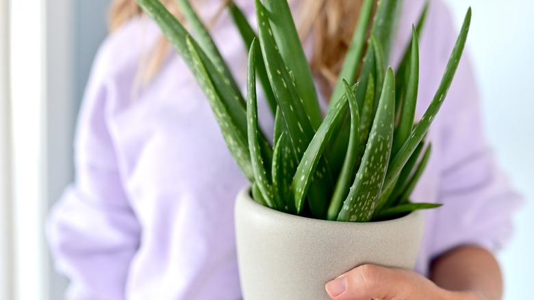 person holding aloe vera plant