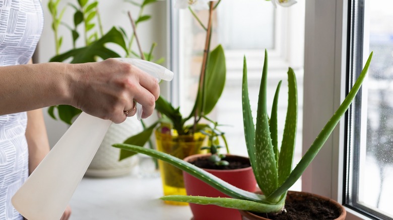 Woman spraying aloe vera plant 