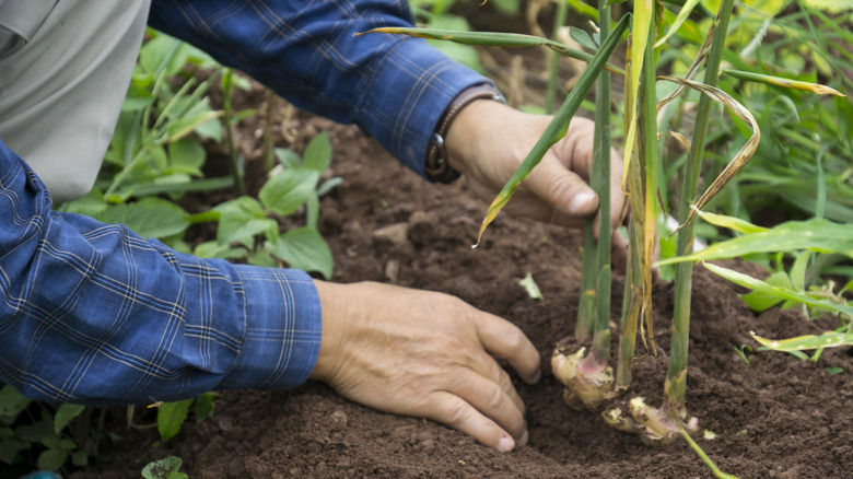 A ginger plant in a garden