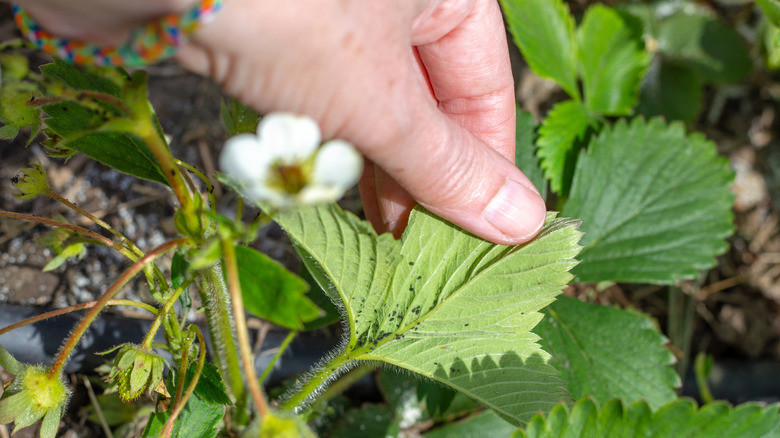 Gardener inspecting strawberry plant with an aphid infestation