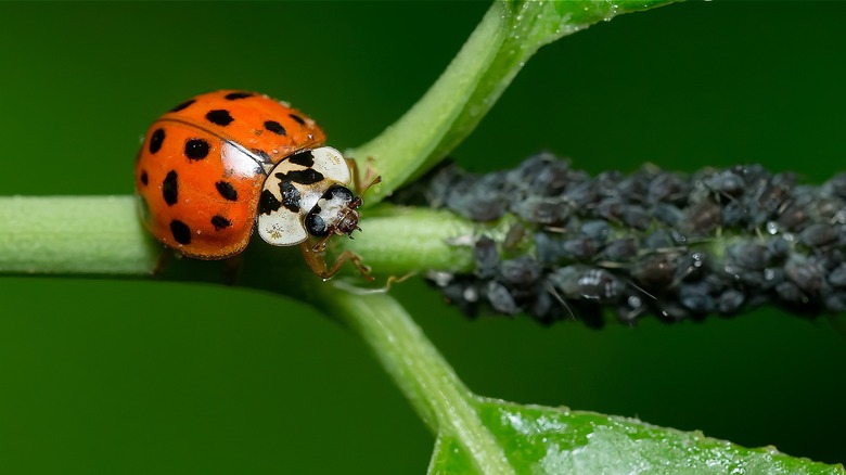 Asian lady beetle and aphids