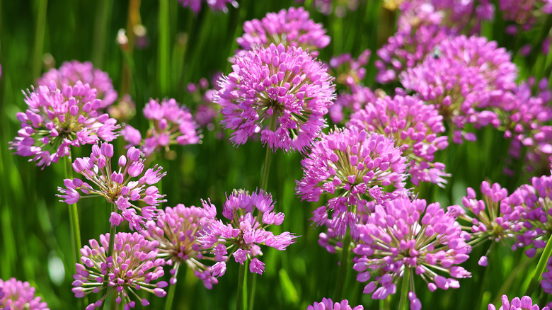 Closeup of pretty pink Allium flowers