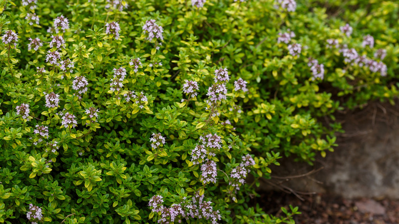 Blooming lemon thyme in the garden
