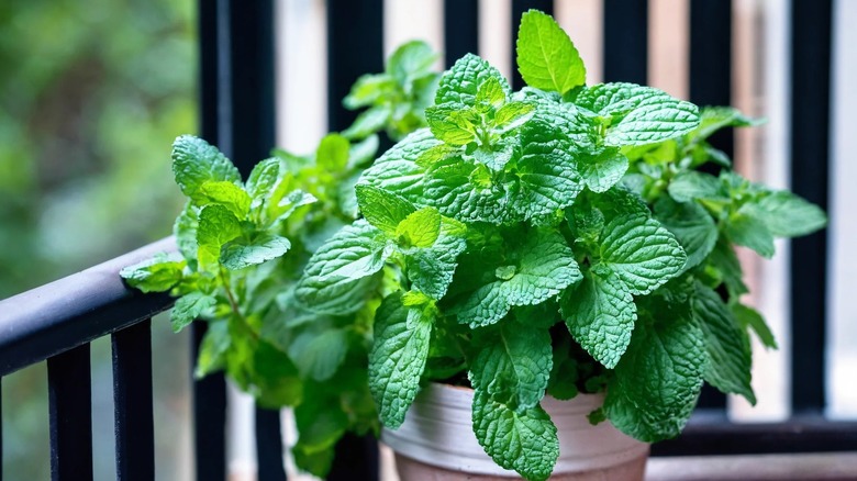 Fresh mint growing in a terracotta pot on a balcony