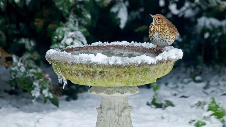 A thrush on a frozen bird bath in the snow
