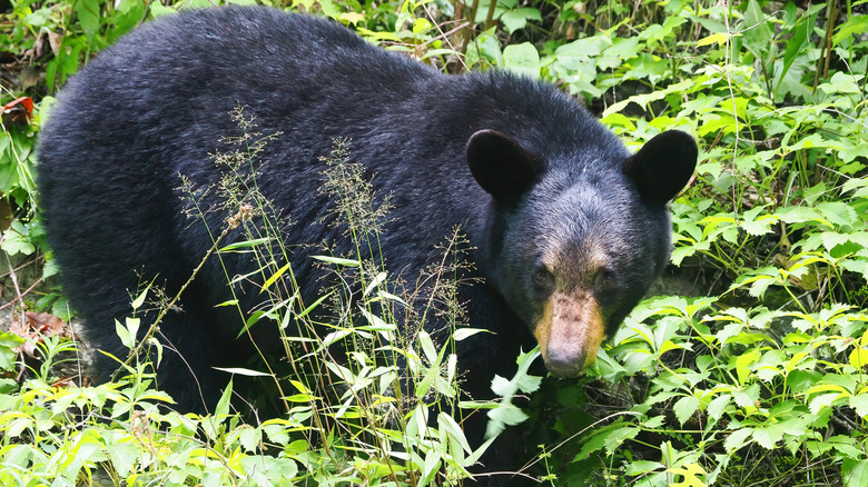 Black bear standing on all four feet surrounded by greenery.