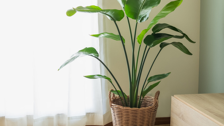 bird of paradise next to a window