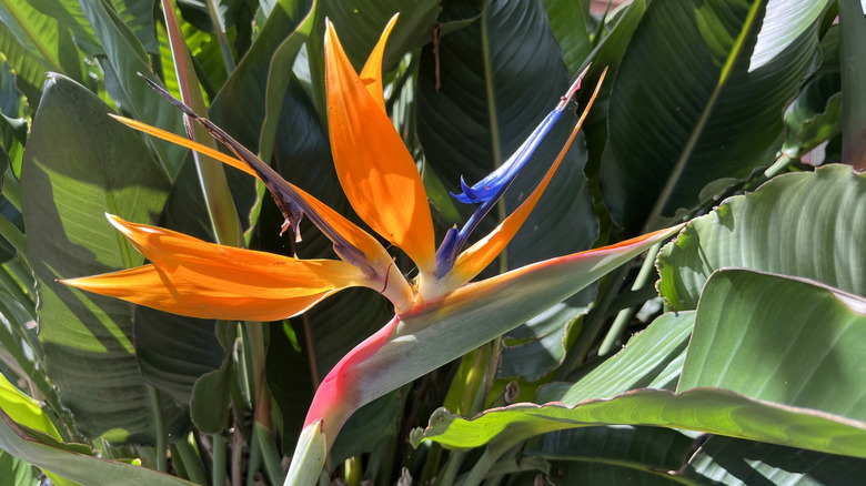 bird of paradise plant in bloom