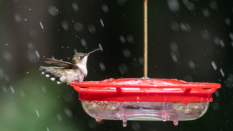 A bird perched on a bird feeder in the rain