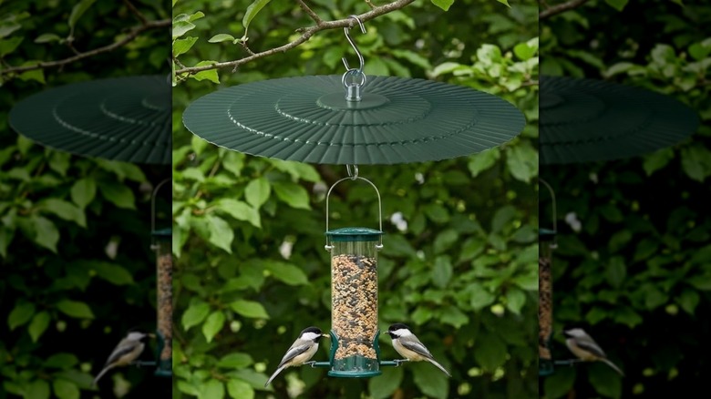 A round green rain guard hanging above a small tube bird feeder with two birds on it.