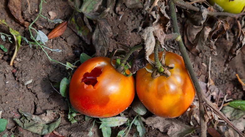 tomatoes pecked by birds