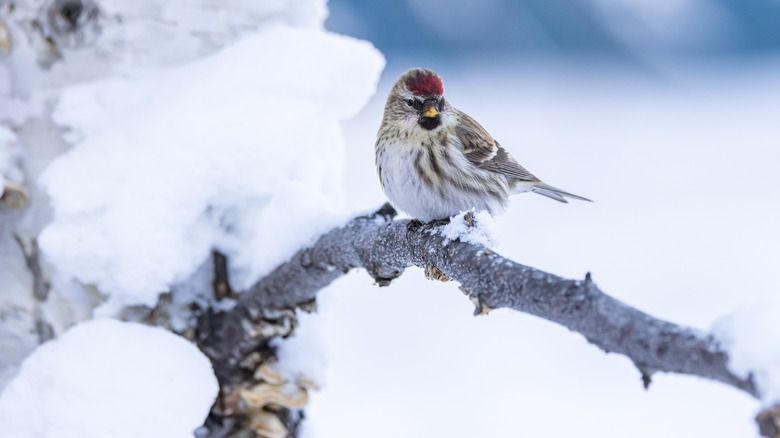 small bird on a branch in the snow