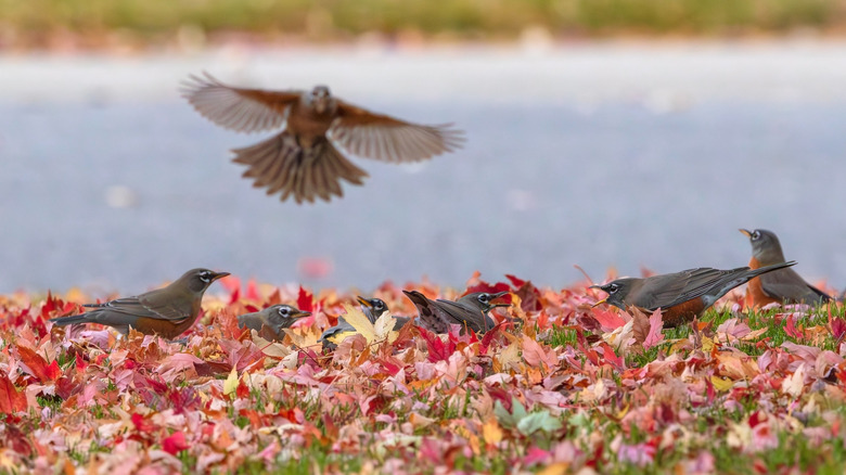 American robins and fall leaves on the ground