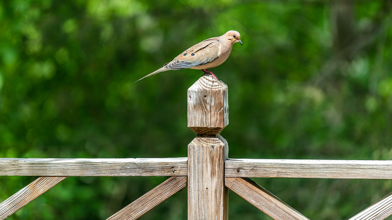 bird on porch