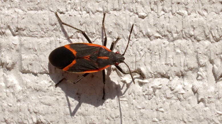 boxelder bug on wall