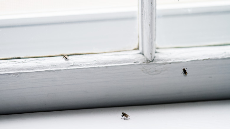 flies on windowsill