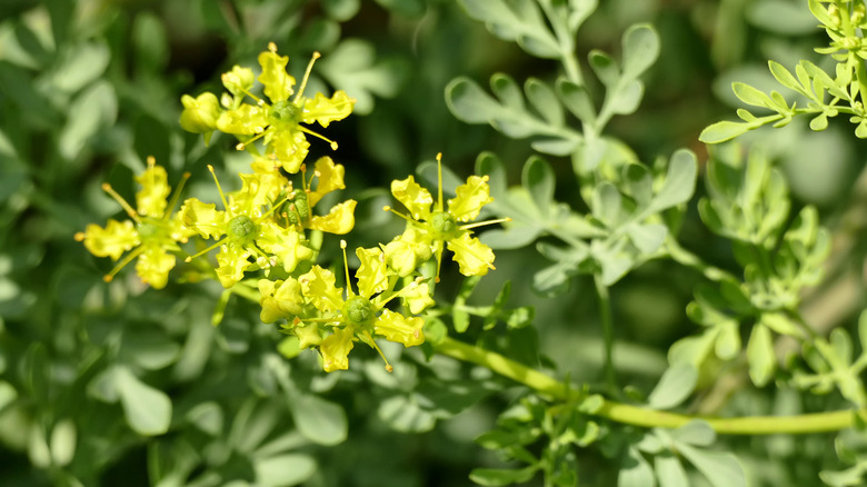 Common rue blooms yellow on long, feathery stems.