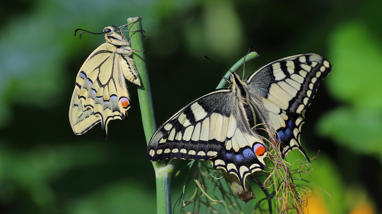 Swallowtail butterflies rest on a plant stem.