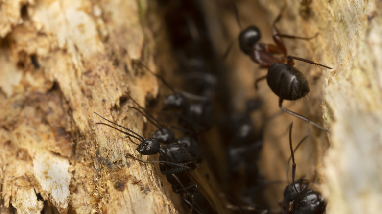 Closeup of carpenter ant swarm