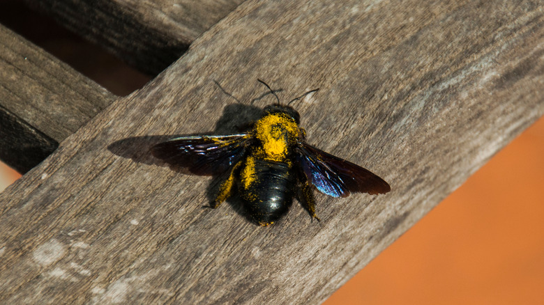 Carpenter bee on wood deck railings