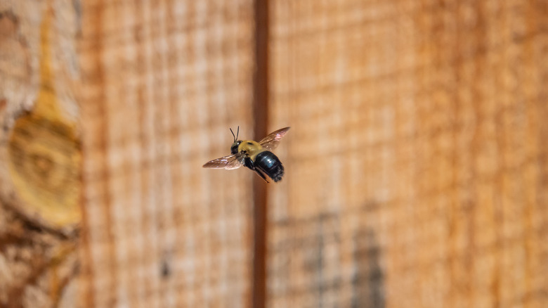 A close-up of a flying carpenter bee