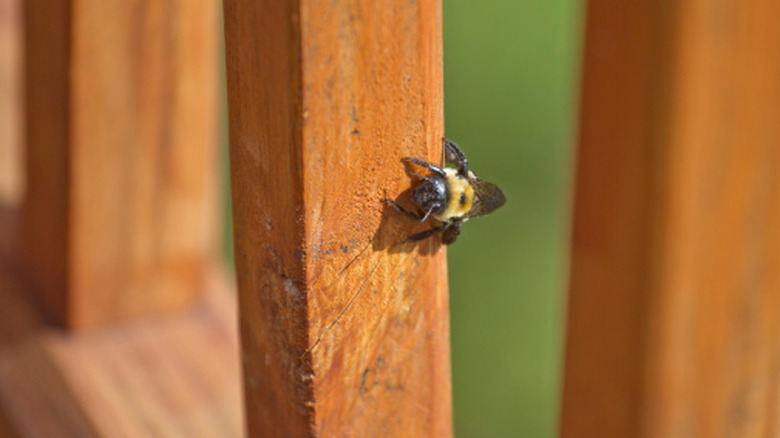 Carpenter bee resting on a wooden beam