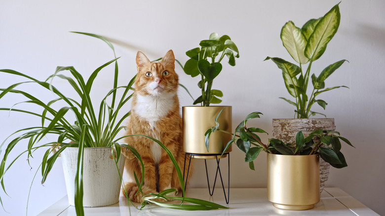 Orange cat sits among plants