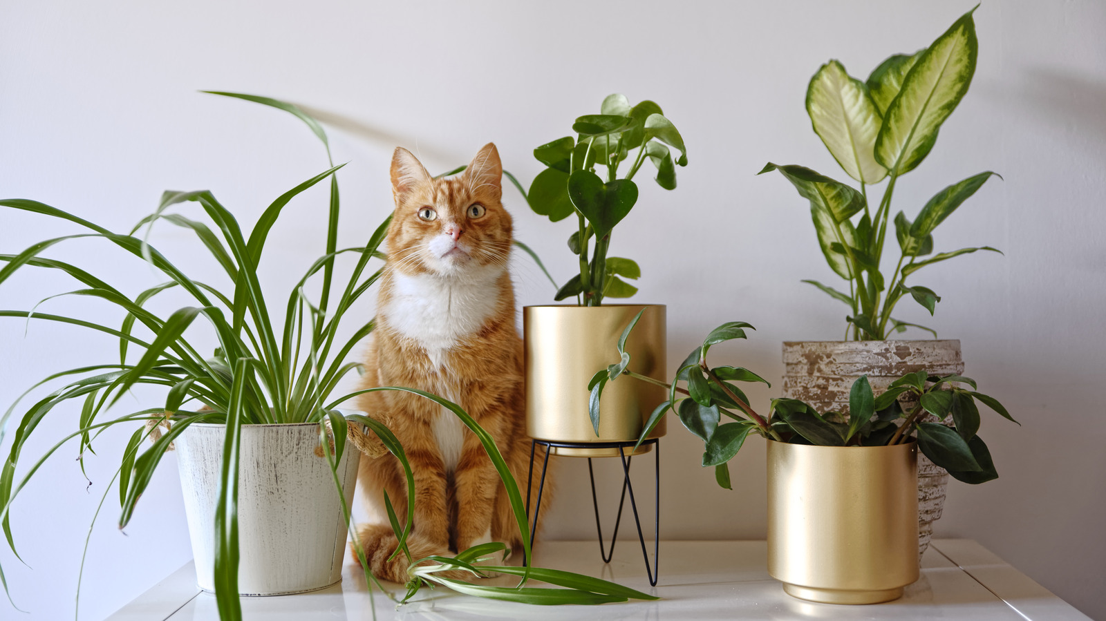 Keep Cats Out Of Your Houseplants With This BudgetFriendly Hack