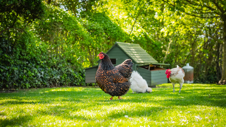 Chickens roaming yard outside coop