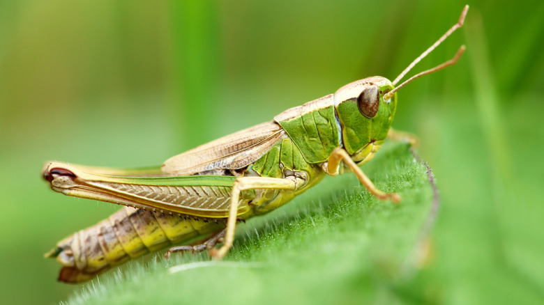 Cricket on leaf