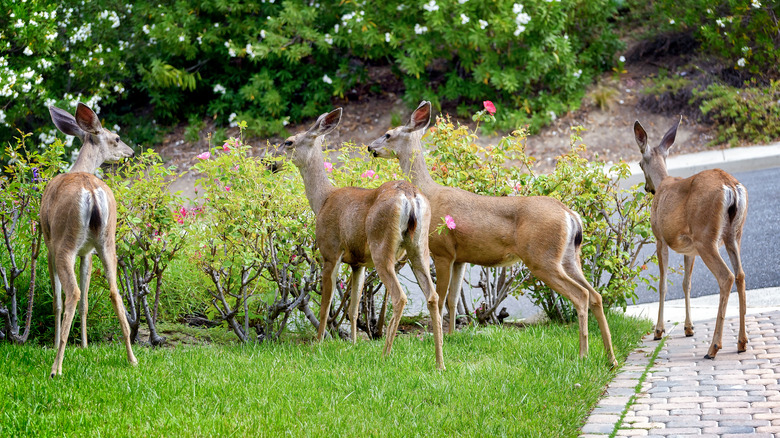 Four deer eating flowers