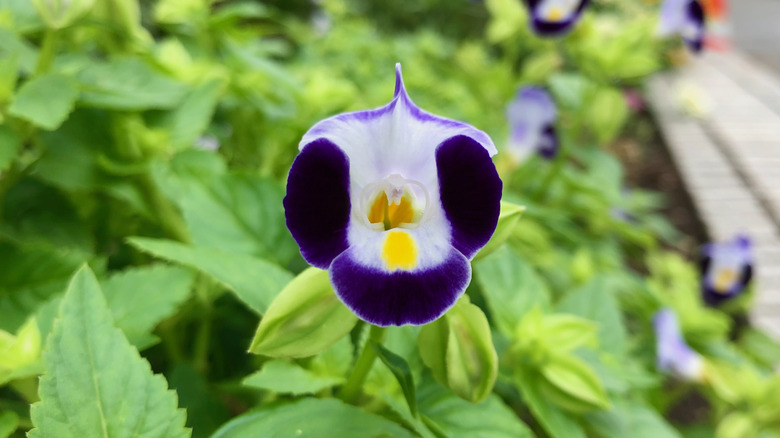 A closeup of a bi-colored wishbone flower, showing its yellow stamens and deep-purple and violet petals
