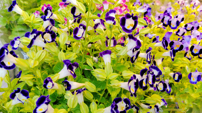 The purple and lilac blooms of wishbone flowers are in front of some pink-blooming wishbone variants.