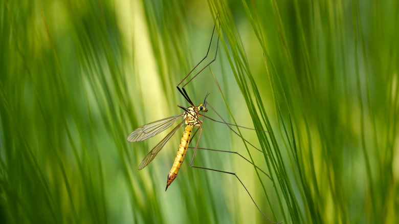 Crane fly in the grass
