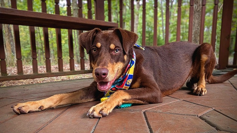 A brown dog with a tan muzzle lies on a wooden deck with a wood railing and forest in the background