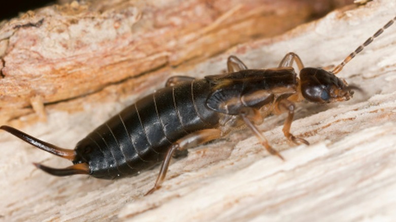 Earwig on wood