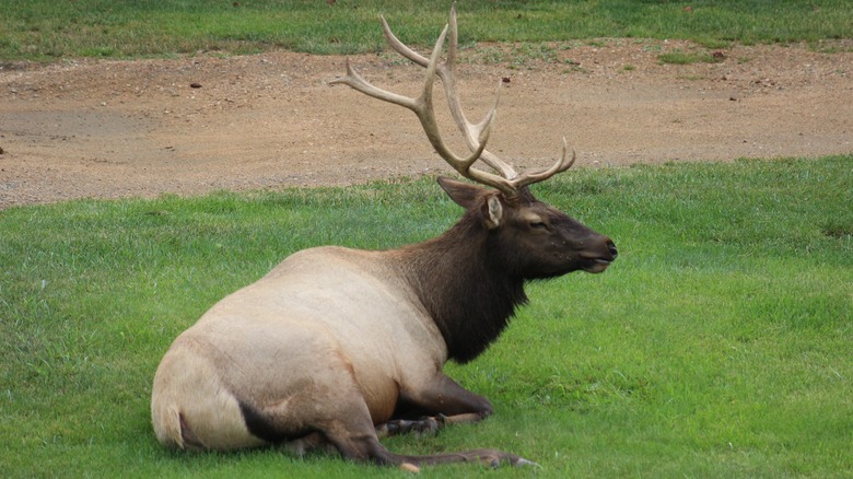 elk in front yard