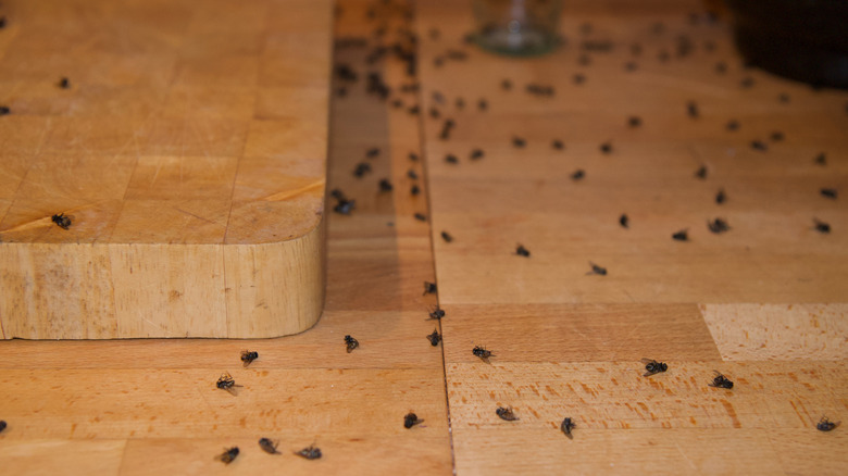 Dead cluster flies on wooden floor