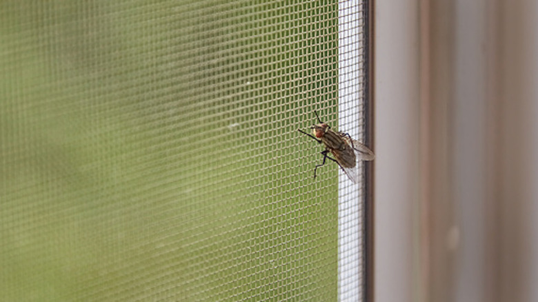 A fly perched on a window screen