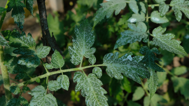 freshly sprayed tomato leaves
