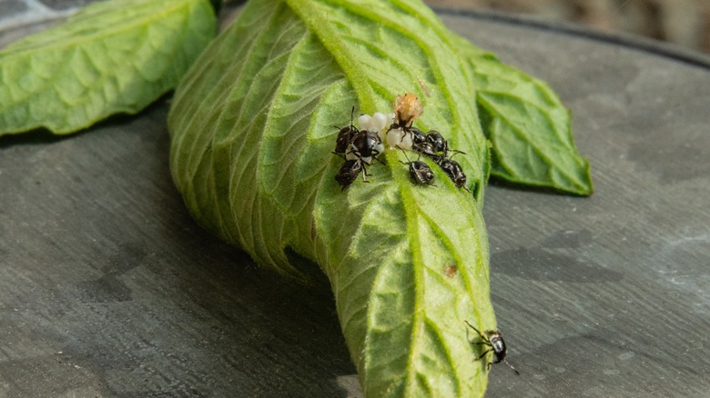 flea beetles on tomato leaf